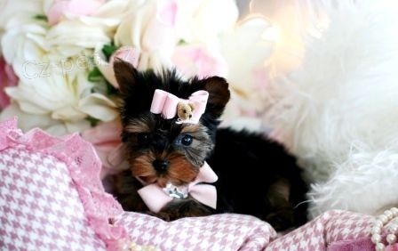 York��rsk� teri�r