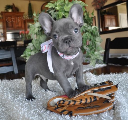 Francouzsk� buldo�ek