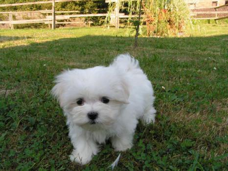 Malt�zsk� ps�k