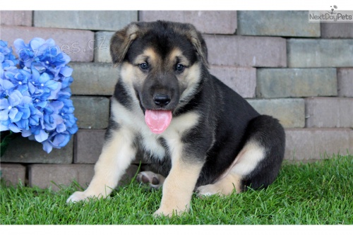 N�meck� ov��k na prodej s PP