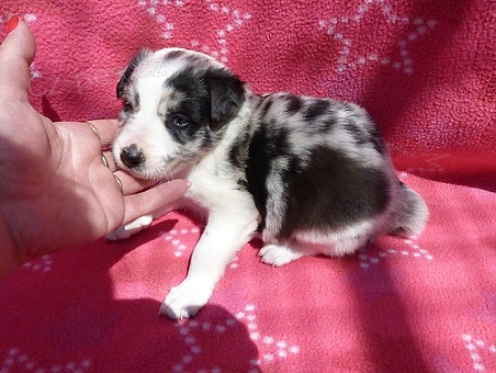 Border kolie s pr�kazem p�vodu - Nab�dka