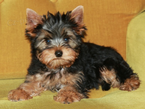 �t��ata jork��rsk�ho teri�ra