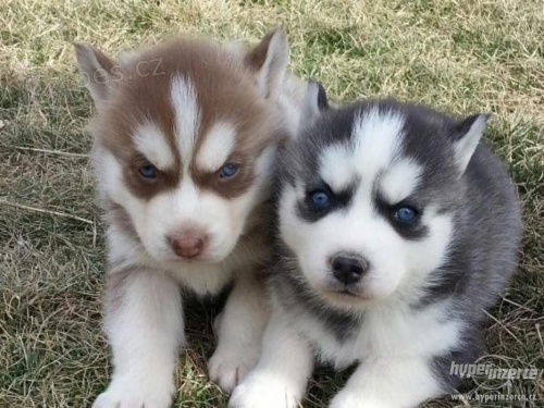 Sibi�sk�ho husky �t��ata .