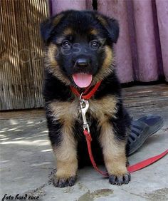 �t��ata n�meck�ho ov��ka.