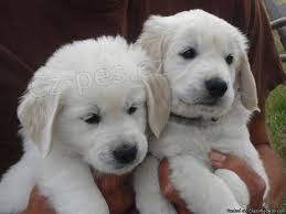  zlat�ch retr�vr� �t��ata.