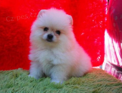 Pomeransk� �t��ata na prodej.