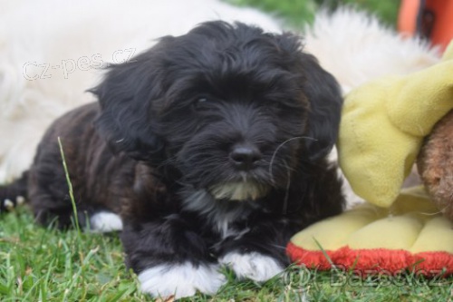 Havansk� ps�k s PP - fenka