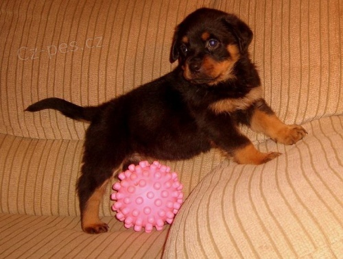 Rotvajler �te�at� pre vo�n� prijatie