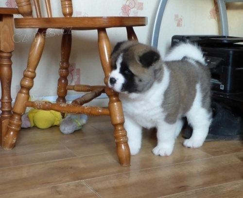  Akita �te�a potrebuje nov� rodinu