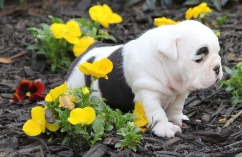 Anglick� buldog �te�ata.