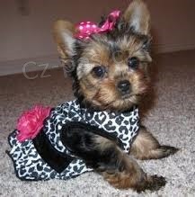  Yorkshire teri�r - �te�at�.