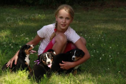 Appenzellsk� sala�nick� pes