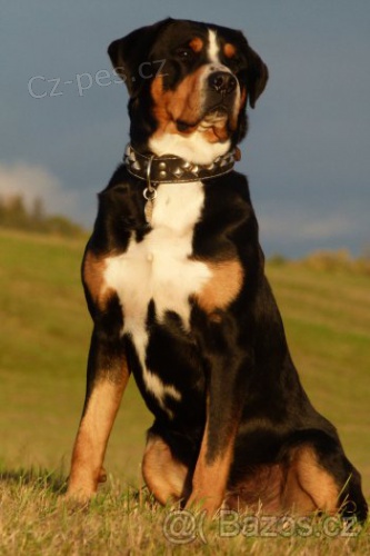 V�SP - chytr� pes 