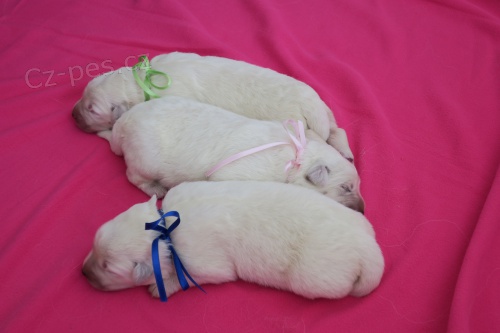 Slovensk� �uva�