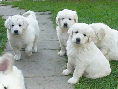 Slovensk� �uva�