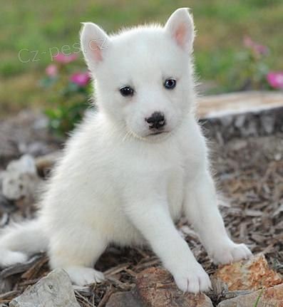 Sibi�sk� husky
