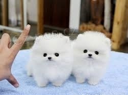 Pomeranian �teniatka s PP