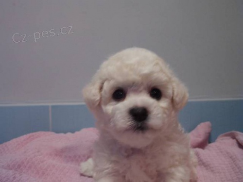 Bi�onek - Bichon Fris�