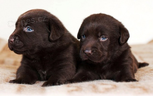 Labrador �okol�dov� �t���tka s PP