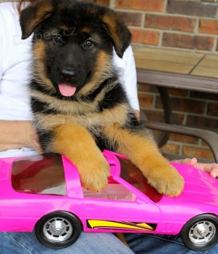 N�meck� ov��k na prodej s PP