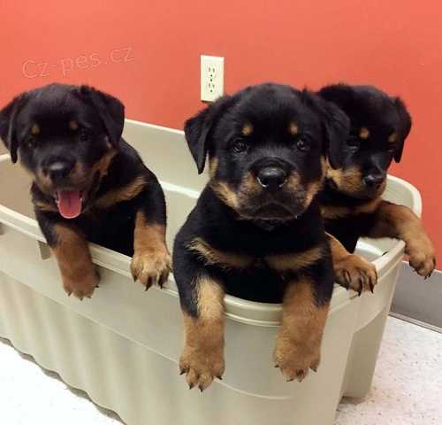 Rottweiler �t��ata.
