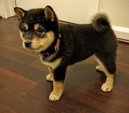 Shiba Inu �t��ata