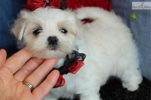 Maltsk� �t���tka.