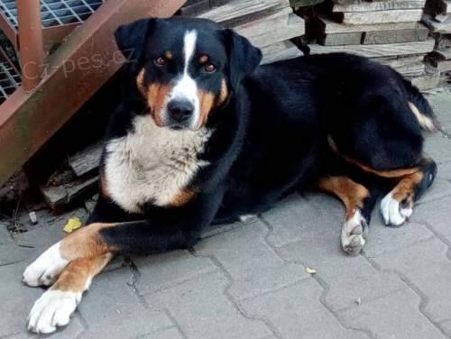 Urgentn� hled�me novou rodinu