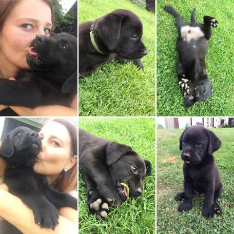 �t��ata Labrador retriever