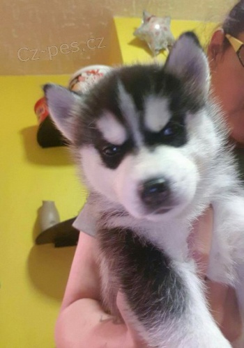 Husky hledaj navdy dom