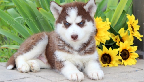 �t��ata Sibi�sk�ho huskyho.