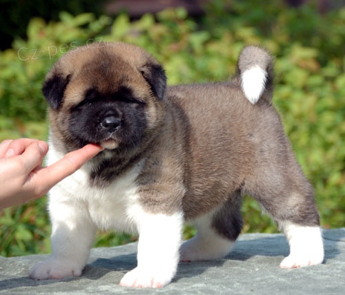 Akita �t��ata.