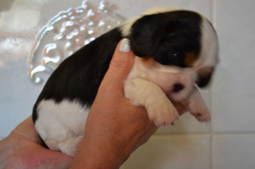 Kaval�r King Charles �pan�l