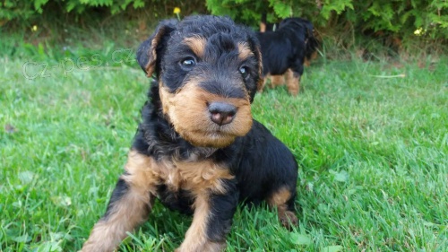 Prodej welsh teri�ra