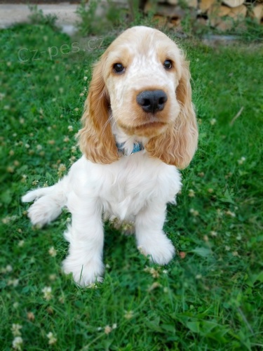 Anglick� kokr�pan�l s PP