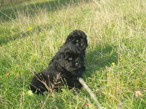 �t�n� novofundlandsk� pes