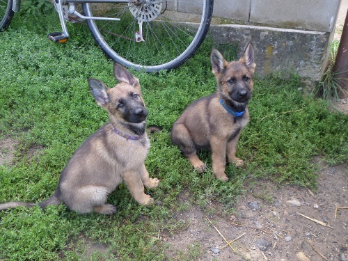 �t��ata n�meck�ho ov��ka