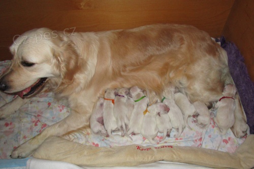 Zlat� retriever - �t���tka  s PP