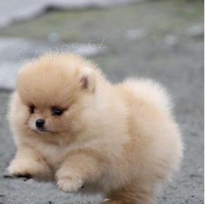 N�meck� �pic na prodej s PP