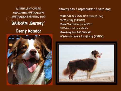 Australsk� ov��k - nab�dka kryt�