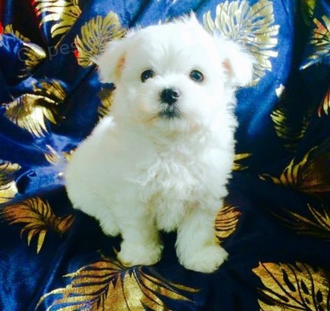 Malt�zsk� chlape�ek - klub kennel reg