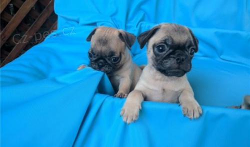  Kr�sn� mopsov� uppies Kc Reg 1 Genov� osv�d�en�