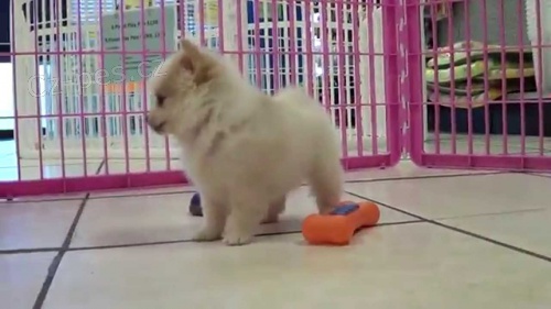 Ohromuj�c� pomeransk� �t��ata na prodej