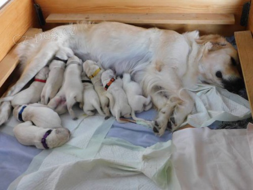 Golden (zlat�) retriever - �t��ata s PP
