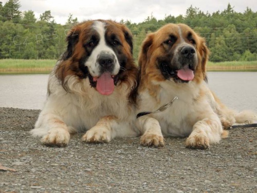 Moskevsk� str�n� pes - �ek�me �t���tka s PP FCI