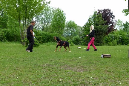 �t�n� �v�carsk�ho sala�nick�ho psa s PP