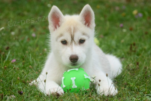 �te�at� sib�rsky hasky s PP