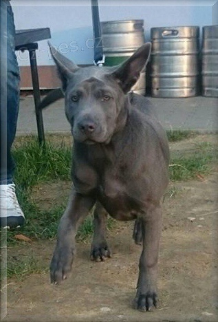 Thajs� Ridgeback - modr� hol���ka s PP