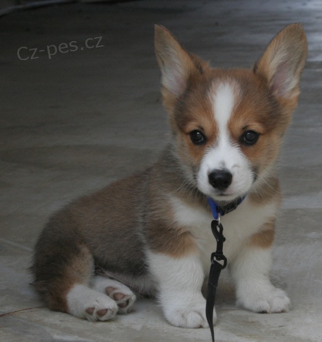 Corgi �t��ata, velmi zdrav�.