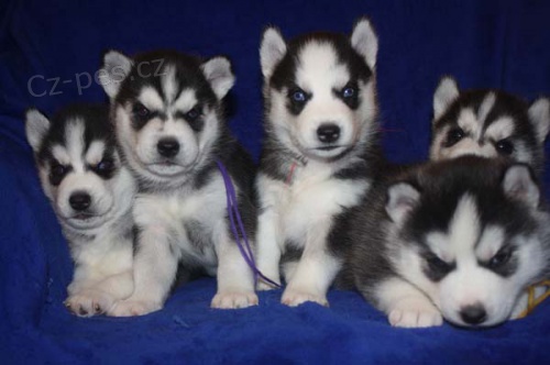 Siberian Husky s PP